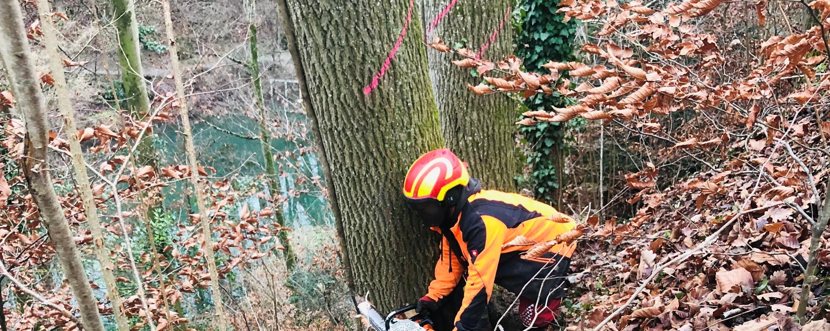 Sicherheitsholzschlag 
